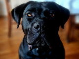 Mâle Cane Corso disponible pour saillie
