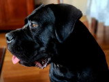 Tête de profil