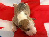 Portée Bull Terrier Miniature 3 chiots LOF nés mai 2026 à réserver