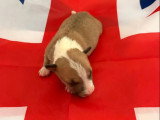Portée Bull Terrier Miniature 3 chiots LOF nés mai 2026 à réserver