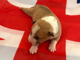 Portée Bull Terrier Miniature 3 chiots LOF nés mai 2026 à réserver