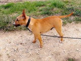 Portée Bull Terrier Miniature 3 chiots LOF nés mai 2026 à réserver