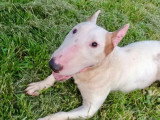 Portée Bull Terrier Miniature 3 chiots LOF nés mai 2026 à réserver
