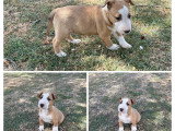 Portée Bull Terrier Miniature 2 chiots LOF nés mai 2026 à réserver