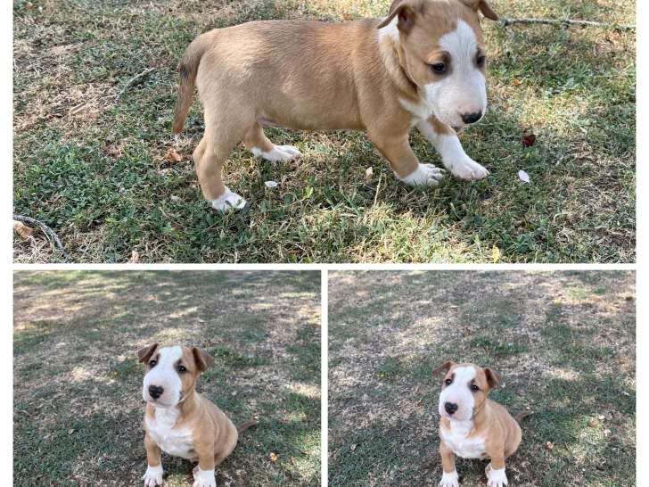 Portée Bull Terrier Miniature 2 chiots LOF nés mai 2026 à réserver