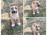 Portée Bull Terrier Miniature 2 chiots LOF nés mai 2026 à réserver
