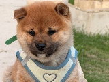 Réservation de 3 chiots Shiba Inu LOF nés en avril 2026