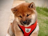 Réservation de 3 chiots Shiba Inu LOF nés en avril 2026