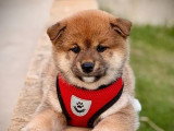 Réservation de 3 chiots Shiba Inu LOF nés en avril 2026