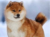 Réservation de 3 chiots Shiba Inu LOF nés en avril 2026