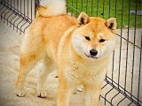 Réservation de 3 chiots Shiba Inu LOF nés en avril 2026