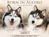 4 chiots Pomsky F3  non LOF nés en avril 2026 à réserver