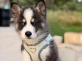 4 chiots Pomsky F3  non LOF nés en avril 2026 à réserver