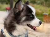 4 chiots Pomsky F3  non LOF nés en avril 2026 à réserver