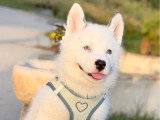 4 chiots Pomsky F3  non LOF nés en avril 2026 à réserver