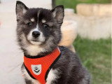 4 chiots Pomsky F3  non LOF nés en avril 2026 à réserver