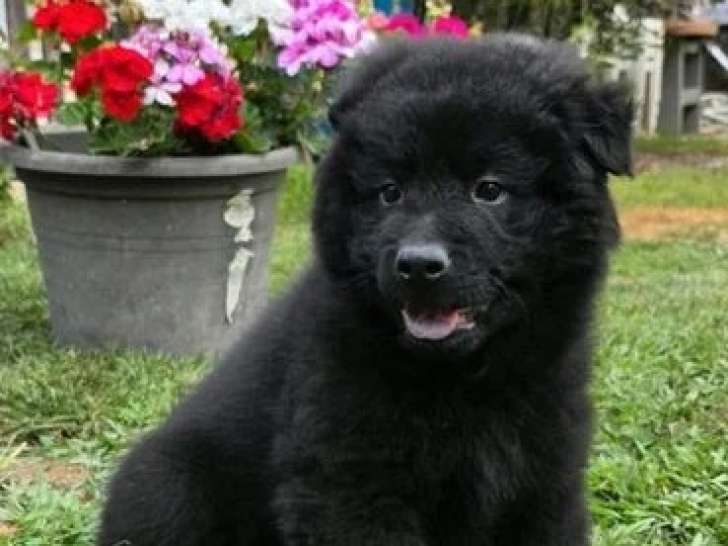 Chiot Eurasier mâle disponible non inscrit au LOF