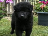 Chiot Eurasier mâle disponible non inscrit au LOF
