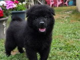 Chiot Eurasier mâle disponible non inscrit au LOF