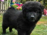 Chiot Eurasier mâle disponible non inscrit au LOF