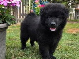 Chiot Eurasier mâle disponible non inscrit au LOF