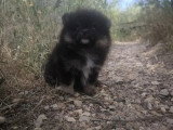 Chiot mâle Spitz Nain Type Poméranien non LOF à vendre