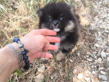 Chiot mâle Spitz Nain Type Poméranien non LOF à vendre