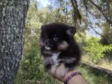 Chiot mâle Spitz Nain Type Poméranien non LOF à vendre