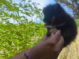 Chiot mâle Spitz Nain Type Poméranien non LOF à vendre