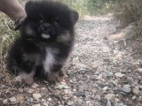 Chiot mâle Spitz Nain Type Poméranien non LOF à vendre