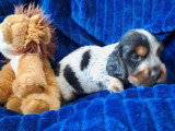 3 chiots Cocker Spaniel Anglais non LOF à réserver avril 2026
