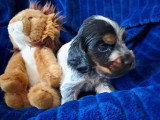 3 chiots Cocker Spaniel Anglais non LOF à réserver avril 2026