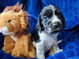 3 chiots Cocker Spaniel Anglais non LOF à réserver avril 2026