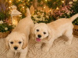4 chiots Cocker Américain non LOF nés en mars 2026 à vendre
