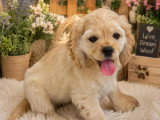 4 chiots Cocker Américain non LOF nés en mars 2026 à vendre