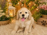 4 chiots Cocker Américain non LOF nés en mars 2026 à vendre