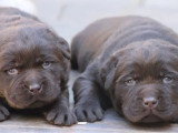Chiot Labrador mâle chocolat non LOF  né mai 2026 à vendre