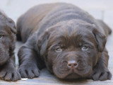 Chiot Labrador mâle chocolat non LOF  né mai 2026 à vendre