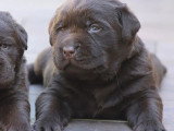 Chiot Labrador mâle chocolat non LOF  né mai 2026 à vendre
