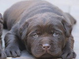 Chiot Labrador mâle chocolat non LOF  né mai 2026 à vendre