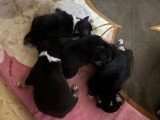 Magnifiques chiots Bull Terrier Miniature Nanno à vendre