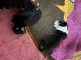 Magnifiques chiots Bull Terrier Miniature Nanno à vendre