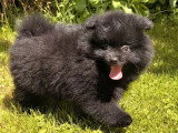 Chiot Spitz mâle noir à vendre non LOF né en mars 2026