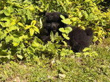 Chiot Spitz mâle noir à vendre non LOF né en mars 2026