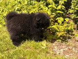 Chiot Spitz mâle noir à vendre non LOF né en mars 2026