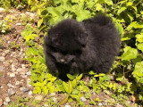 Chiot Spitz mâle noir à vendre non LOF né en mars 2026