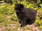 Chiot Spitz mâle noir à vendre non LOF né en mars 2026