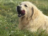 Golden Retriever mâle de 2019 LOF à vendre