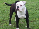 Chienne Bulldog Continental LOF fauve à vendre