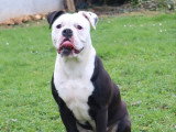 Chienne Bulldog Continental LOF fauve à vendre